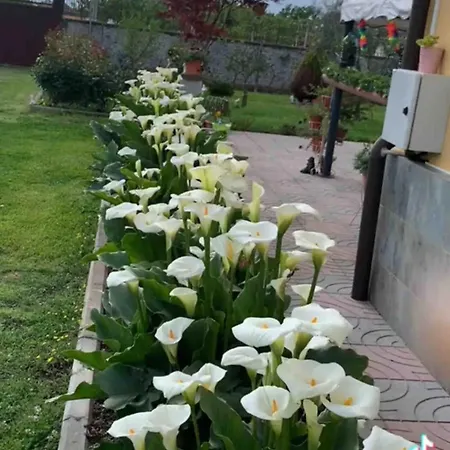 Linda Homestay Shkoder